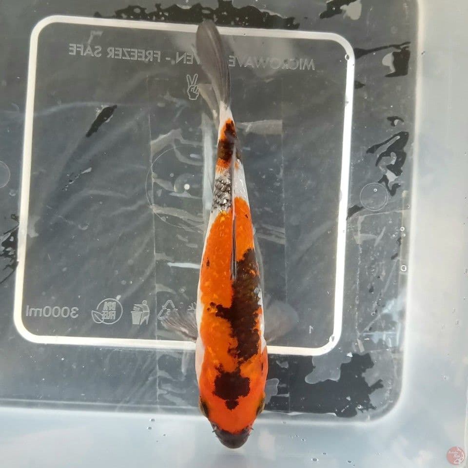 SHOWA GINRIN 15CM