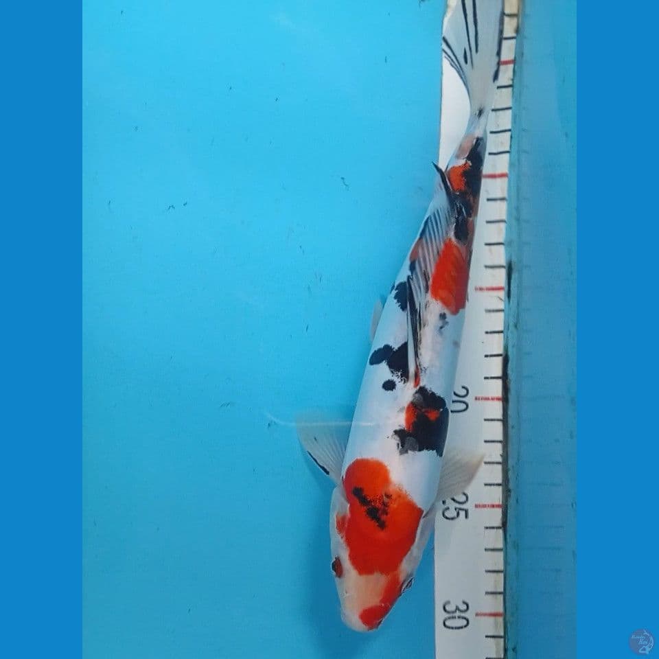 showa doitsu 29cm