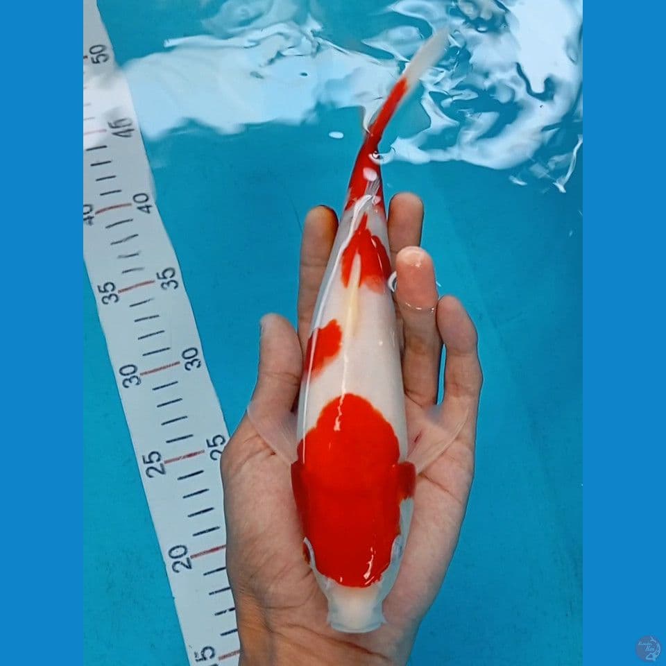 kohaku 25cm