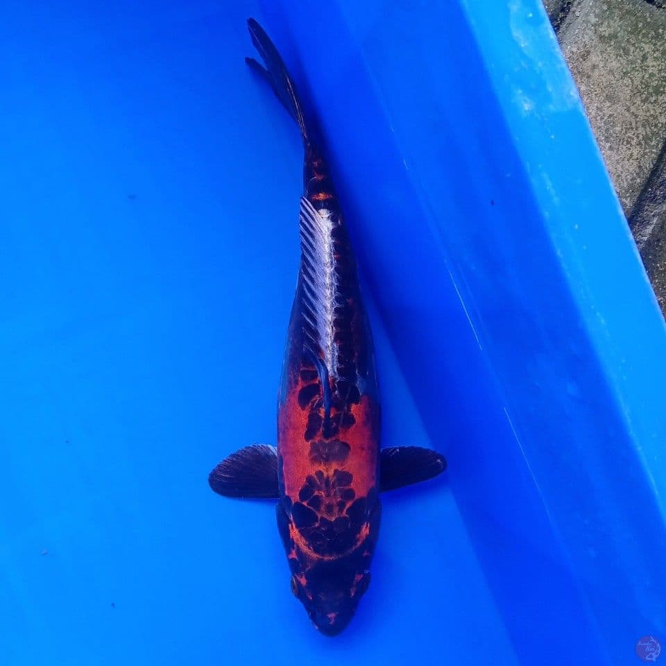 BENI KIKOKURYU 31CM