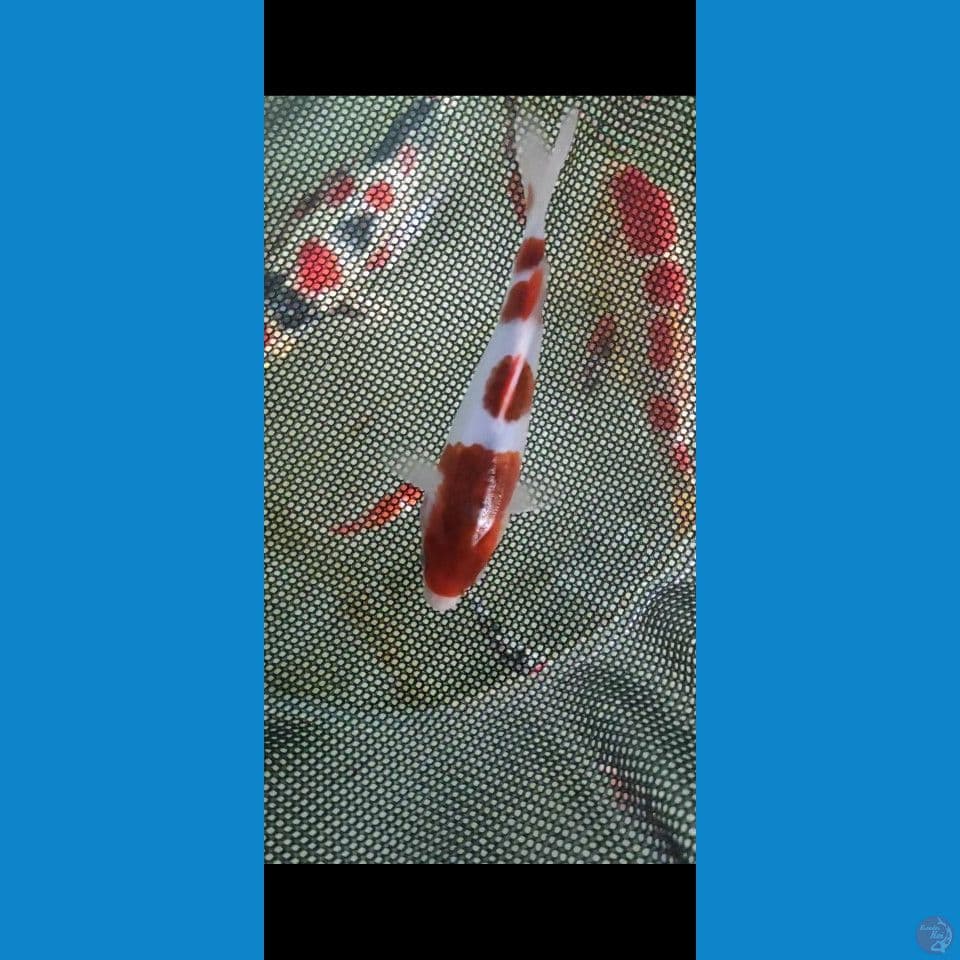 goromo