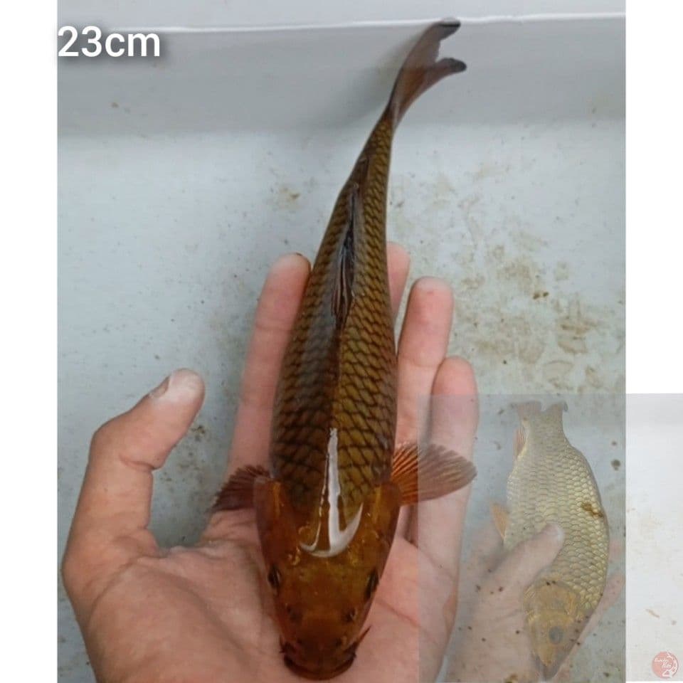 chagoi punuk