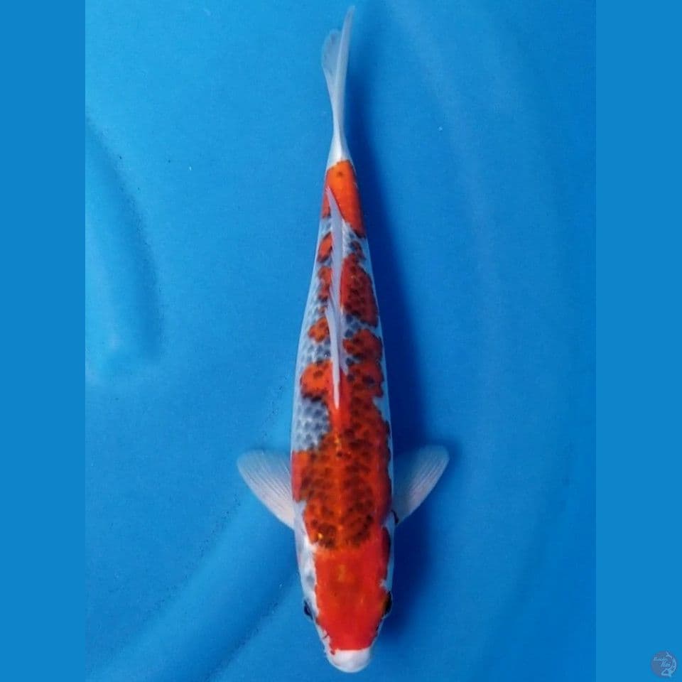 GOSHIKI 31 CM MALE