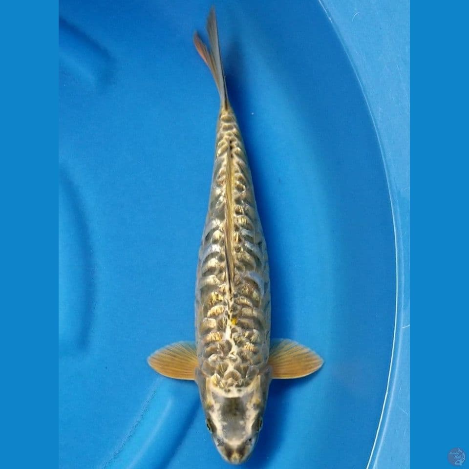 GOLD ARAGOKE 37 CM FML