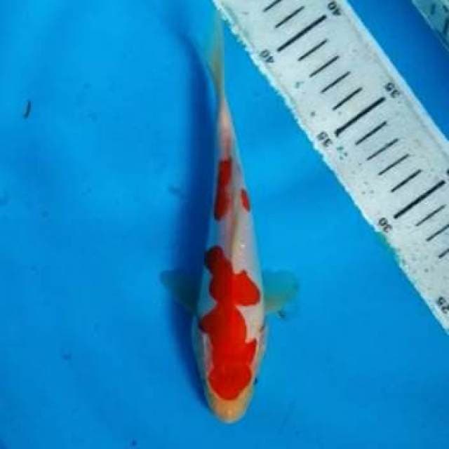 Kohaku 15cm