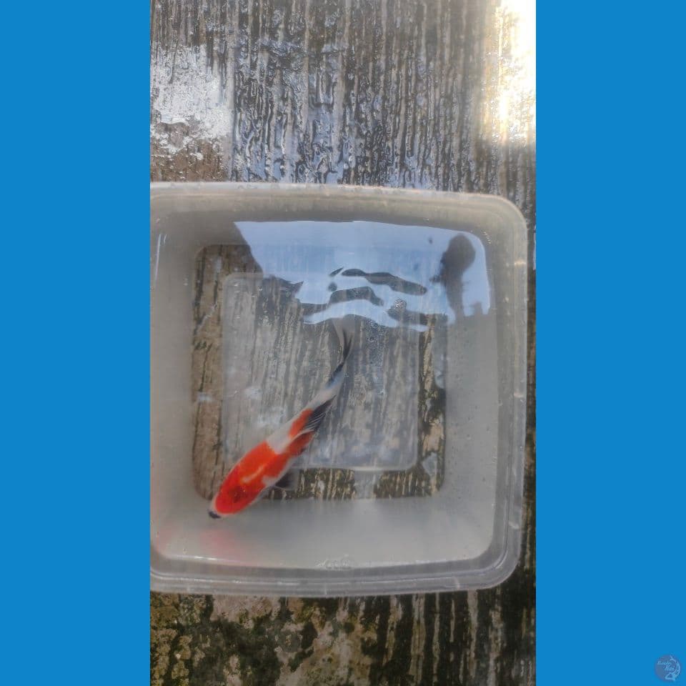 Showa Minion HQ 15cm™