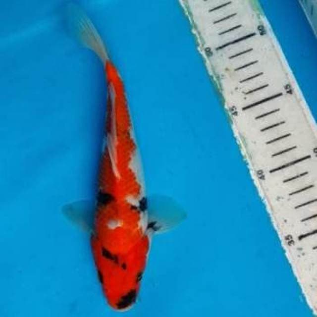 Showa 22cm