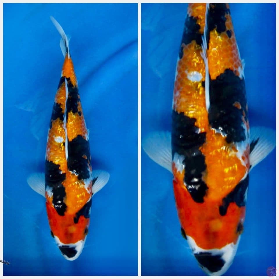 Showa full gingrin hitam tajem F1 33cm