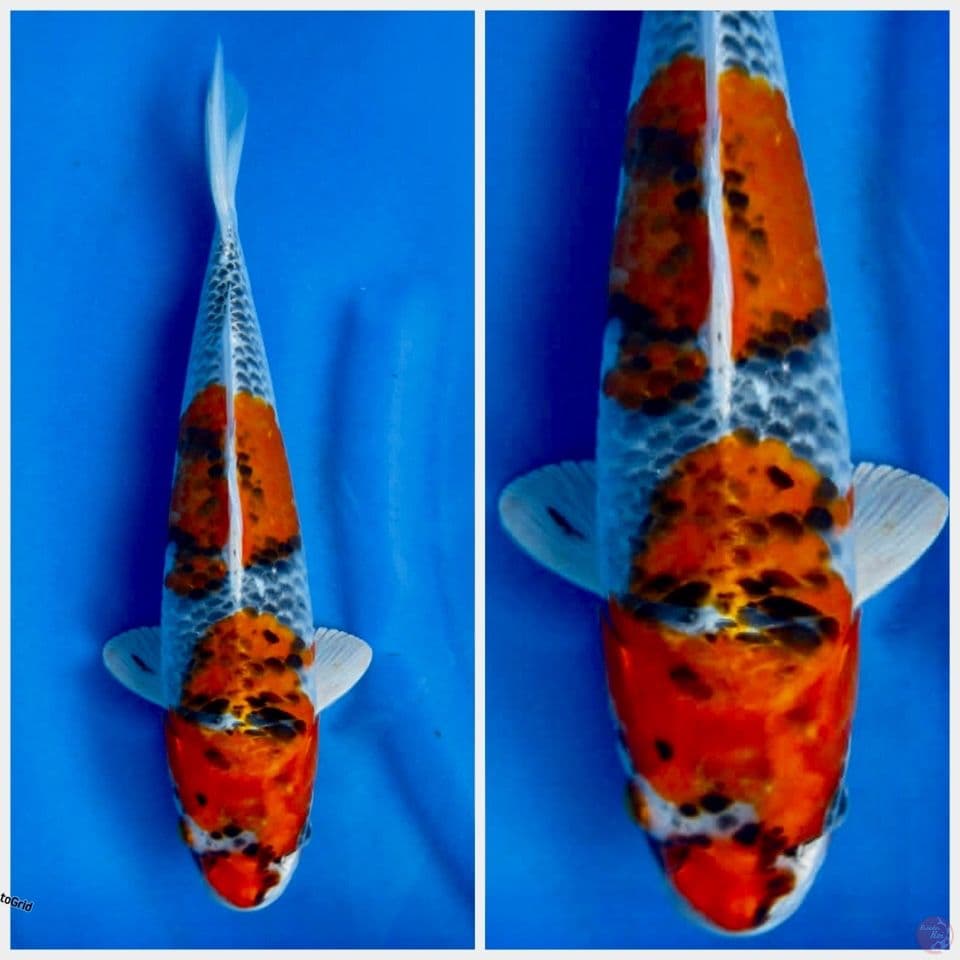 Kura Goshiki 33cm F1