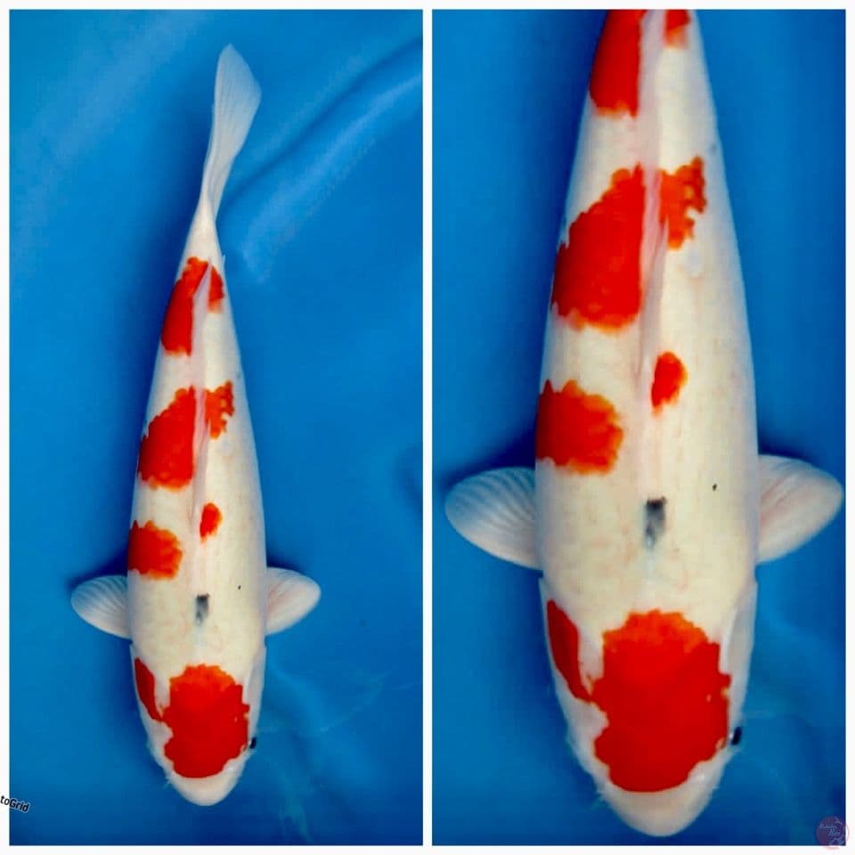 Sanke Tategoi F1 45cm