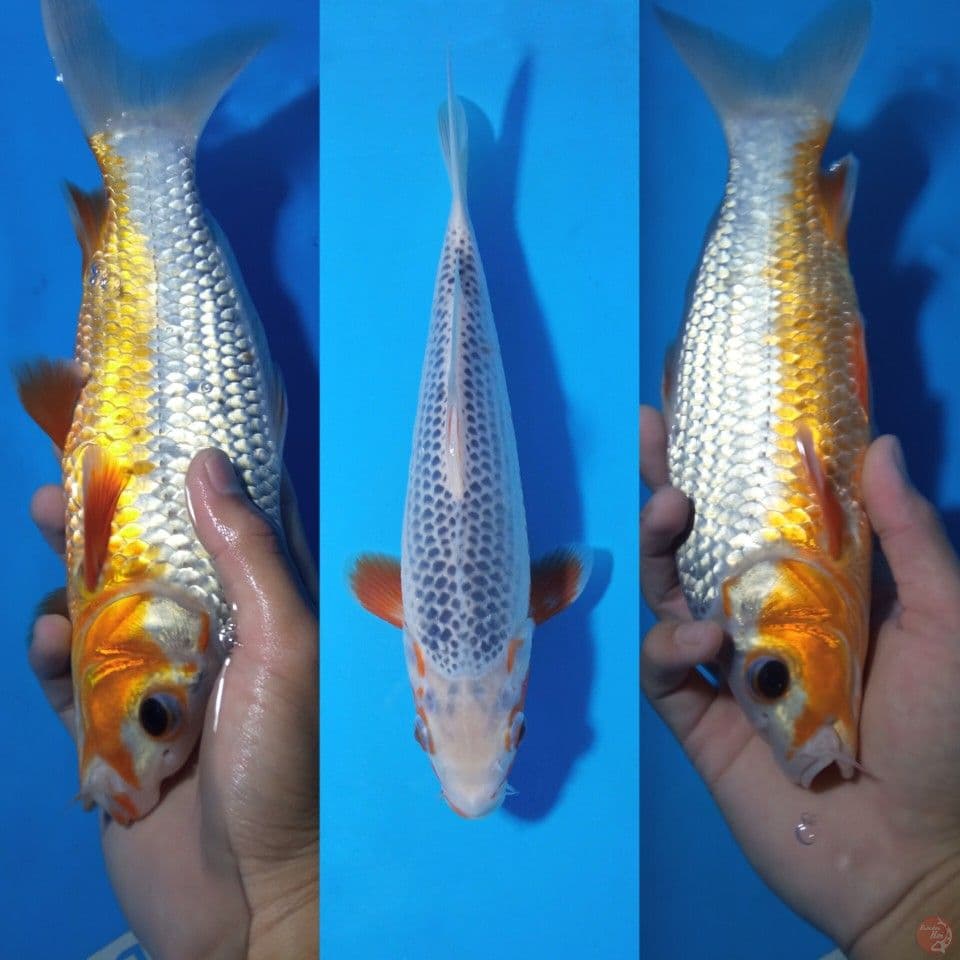 asagi bahan show quality