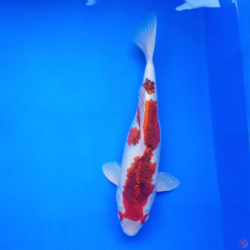 SOCHIKUBAY F 28CM