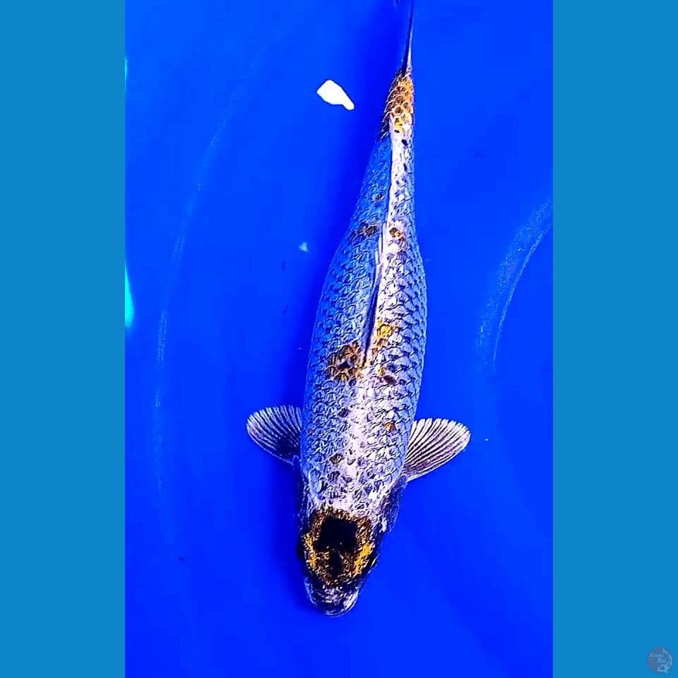 32cm SB maruten kogane ginrin