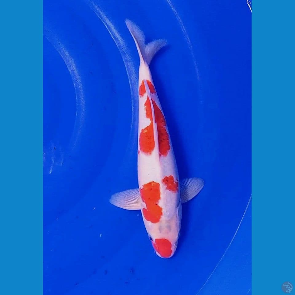 32cm Aigoromo sakura