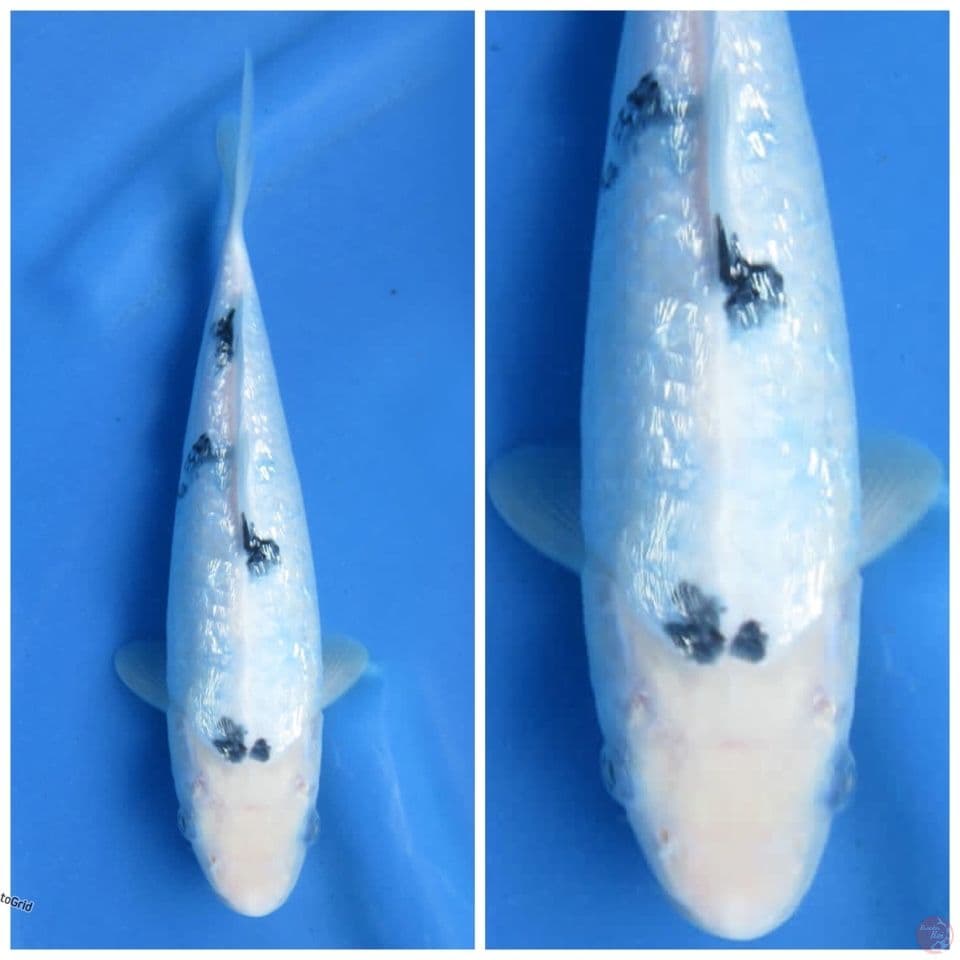 Bekko Full gingrin tategoi F1 sakai 27cm
