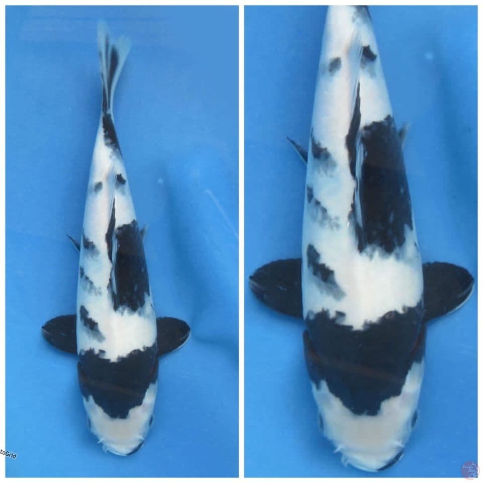 Shiro 25cm indukan dari sakai calon berpunuk