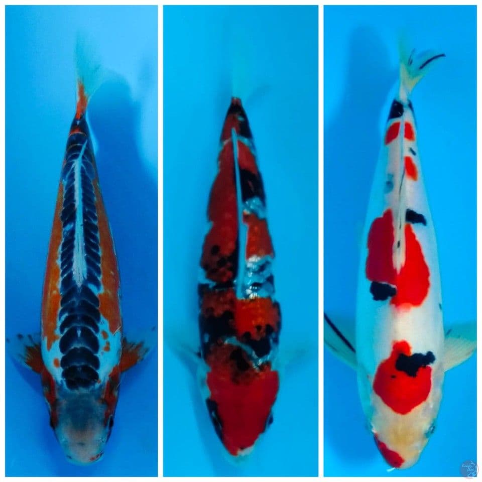 3 EKOR SHUSUI,SHOWA,SANKE 27-30CM MALE