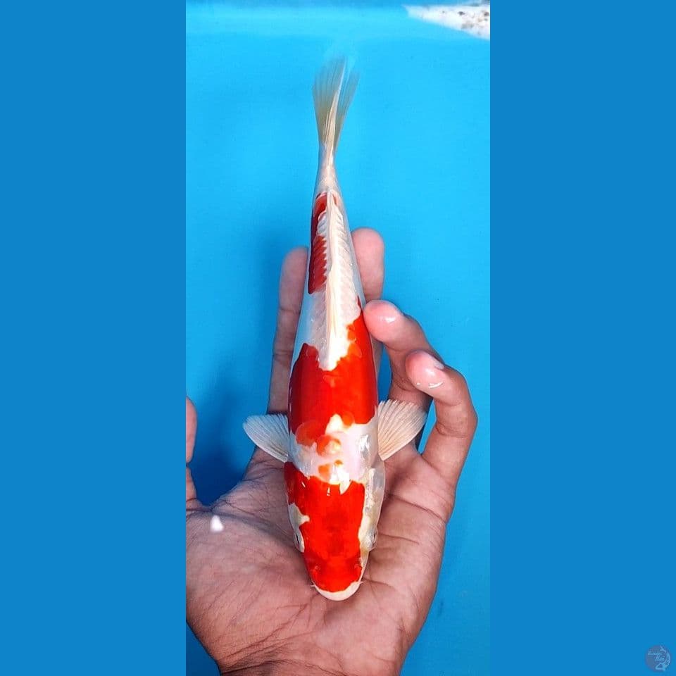original kikusui 22 cm