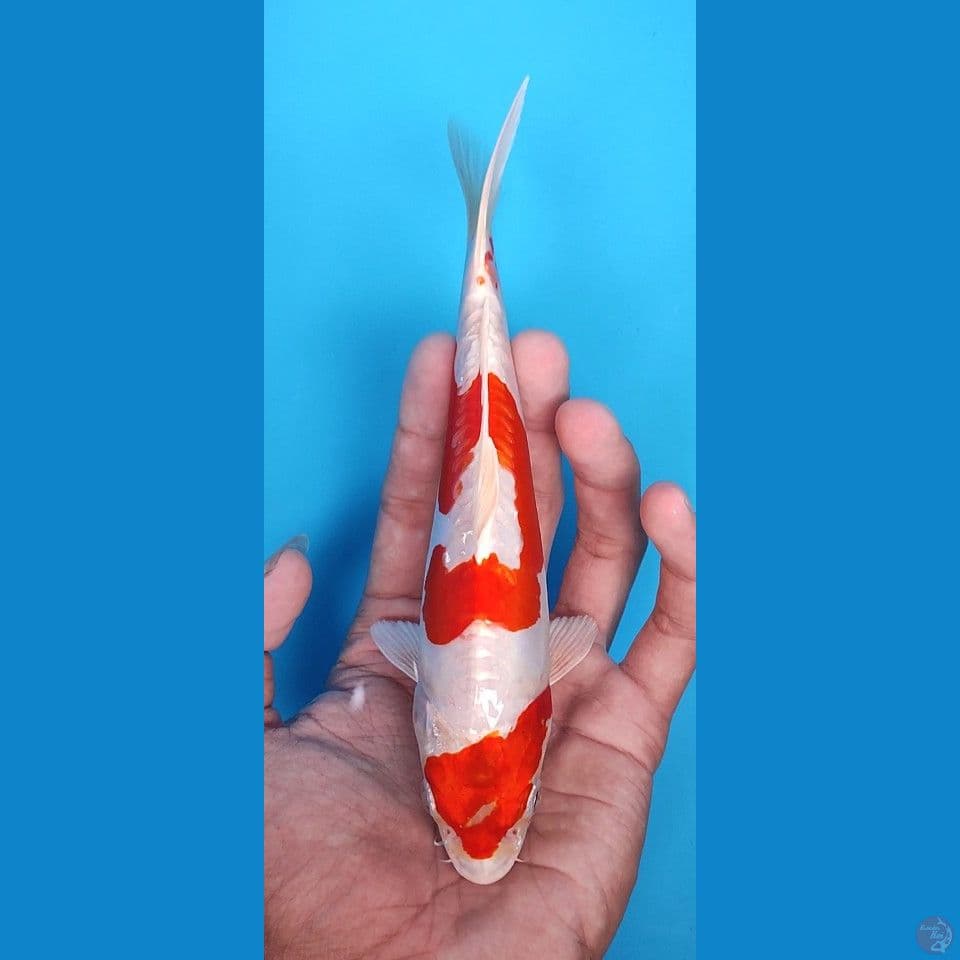 original kikusui 19 cm