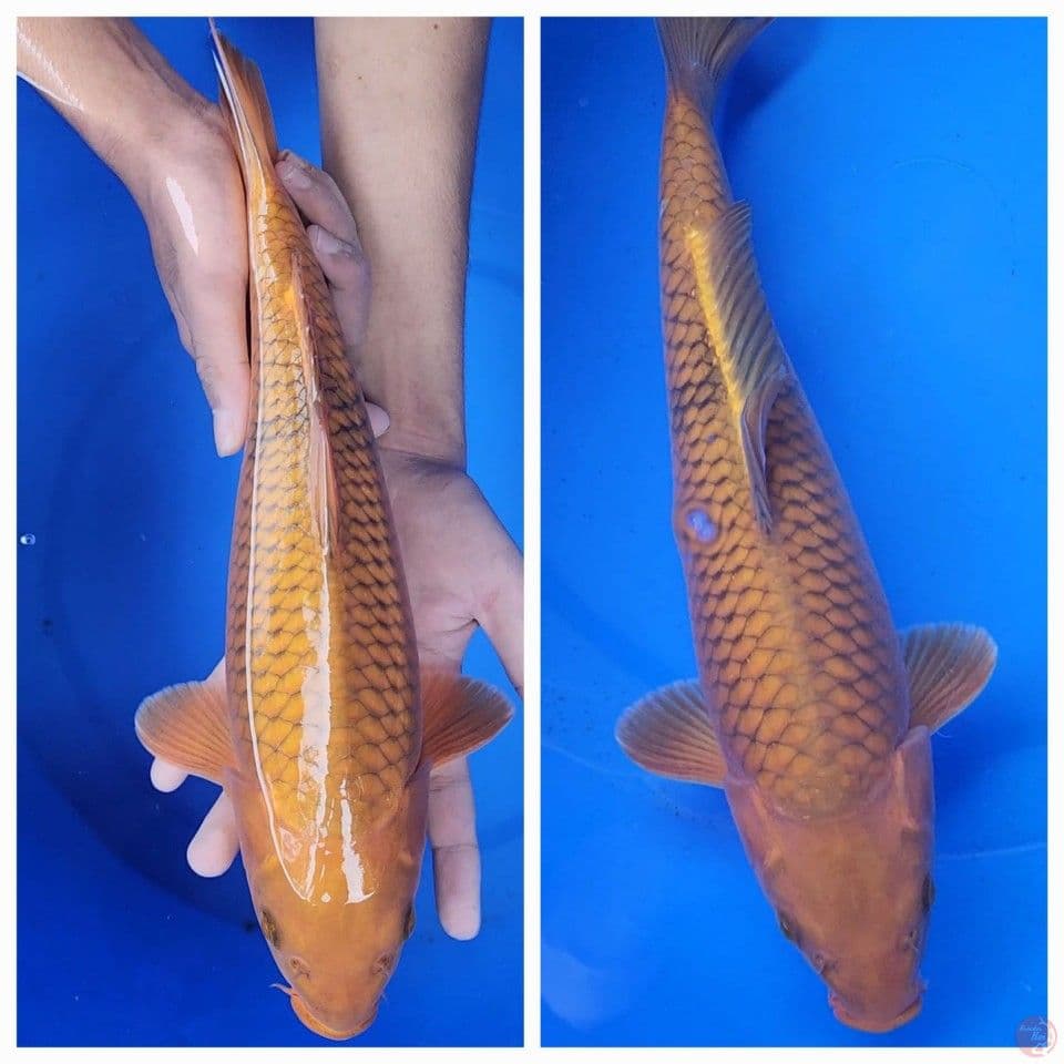 CHAGOI 35 CM