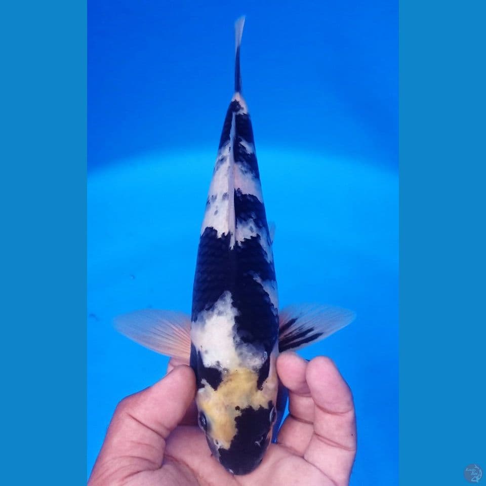 siro 29