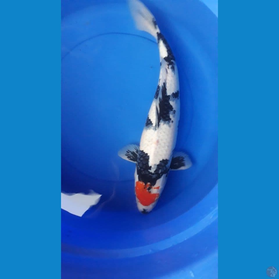 46 Cm Tc. Showa Good Quality