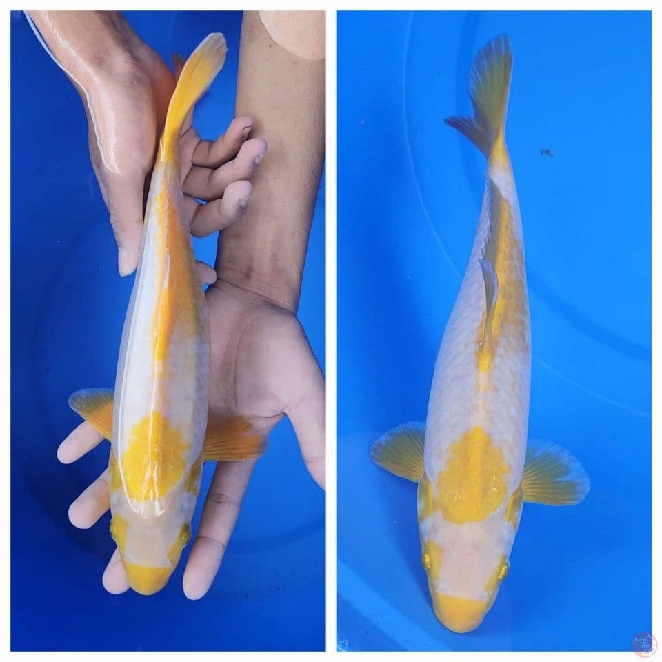 SABIKOYO 31 CM