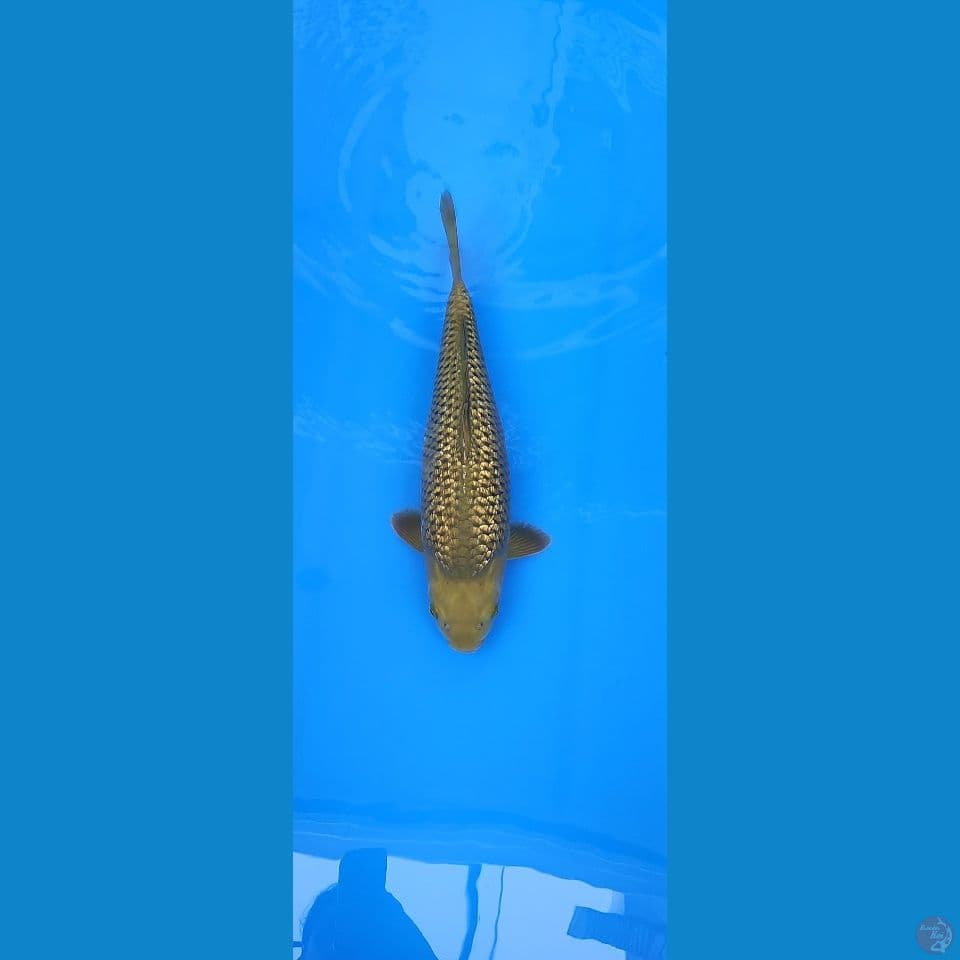 GINDRIN CHAGOI CHUBBIE 40CM