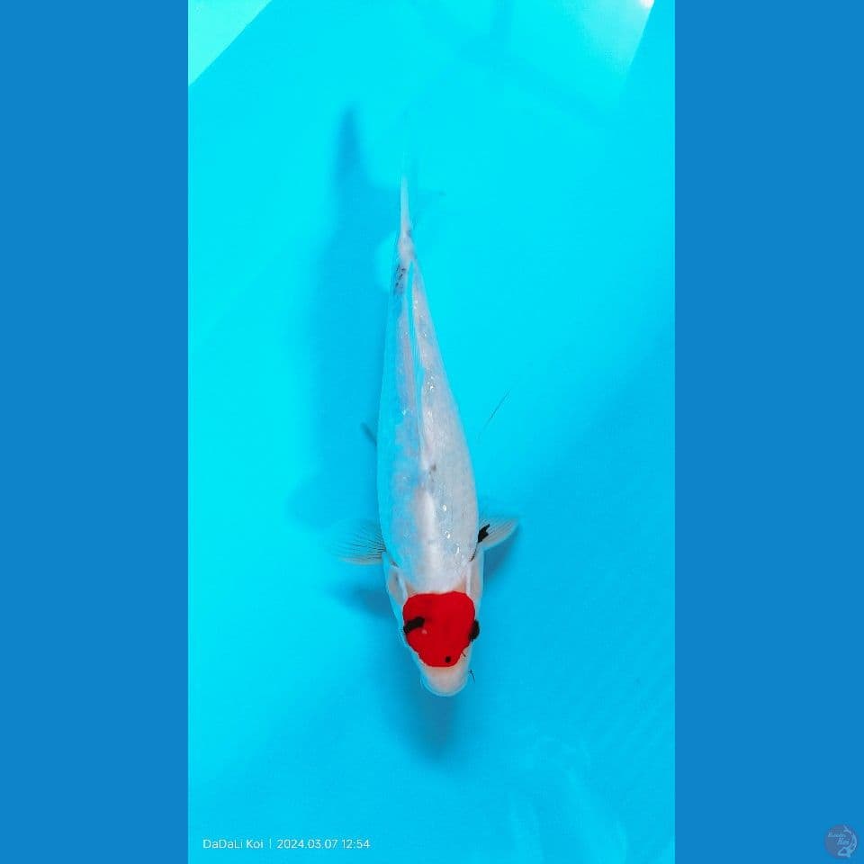 tc showa male 32cm