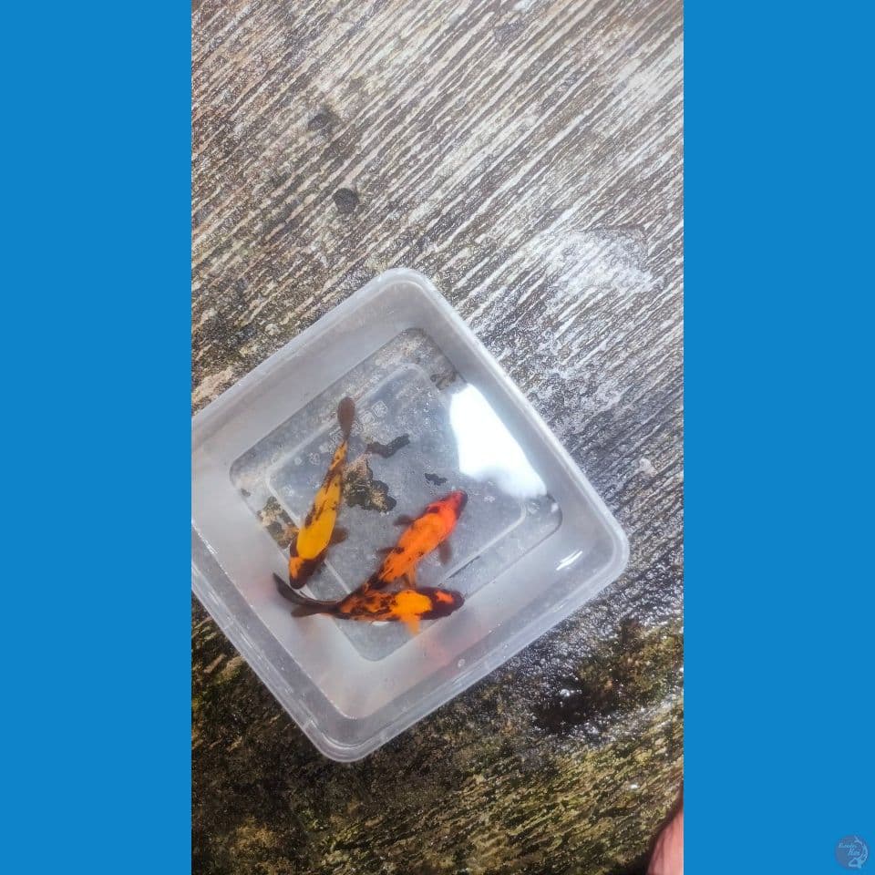 3 ekor Hi-Utsuri Bahan Keep 13-14cm™