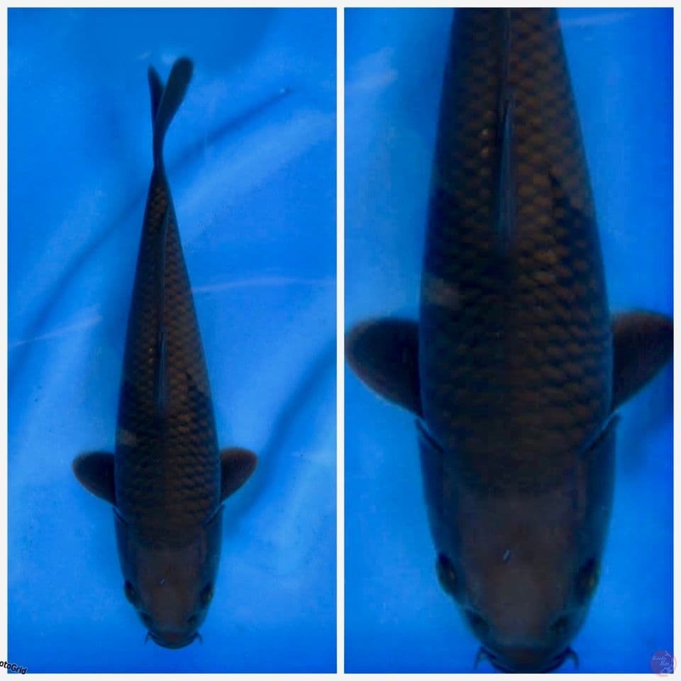 koi unique 30cm
