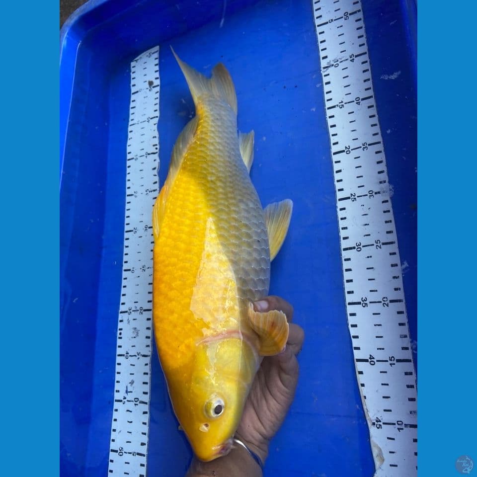 41 jantan punuk