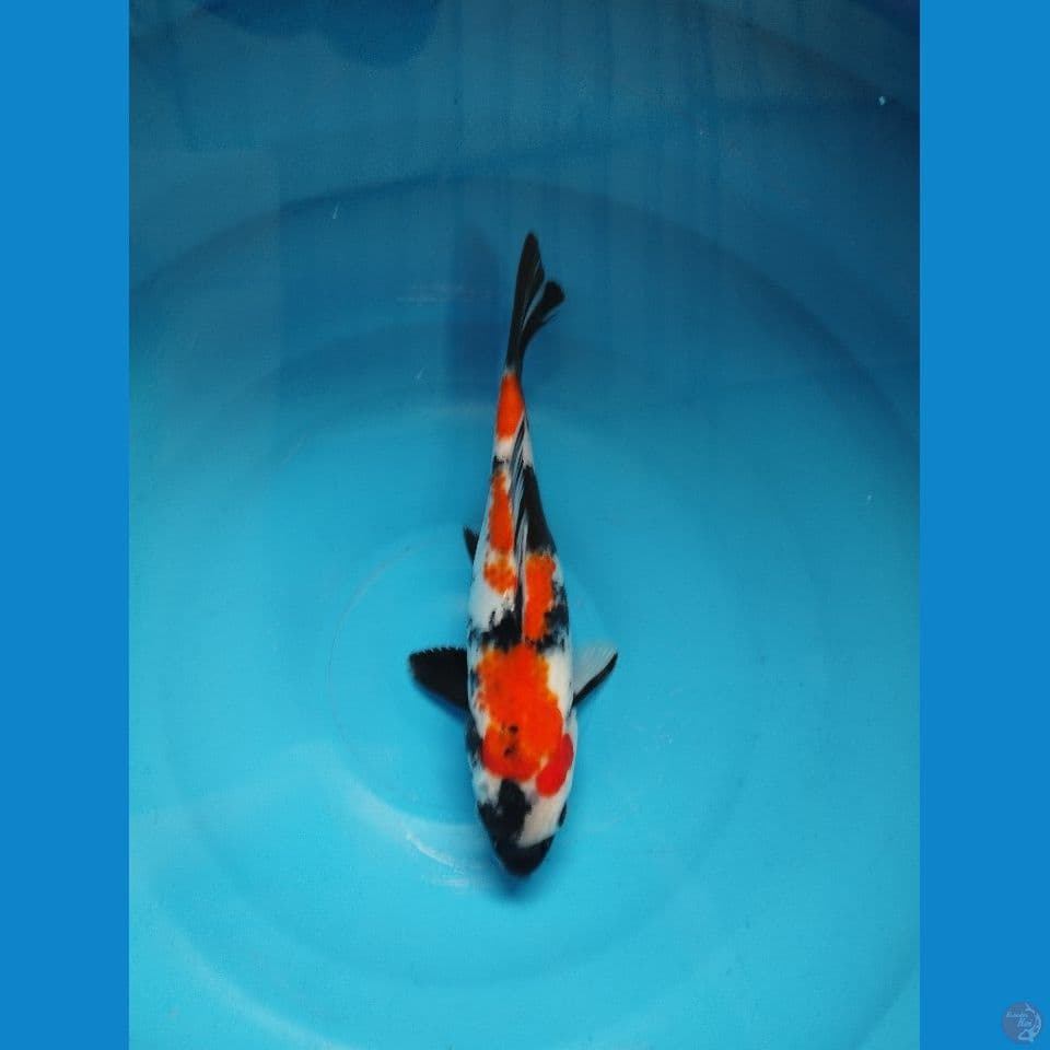 showa 23cm