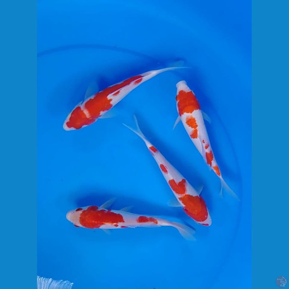 kohaku size : 18.19 cm.u