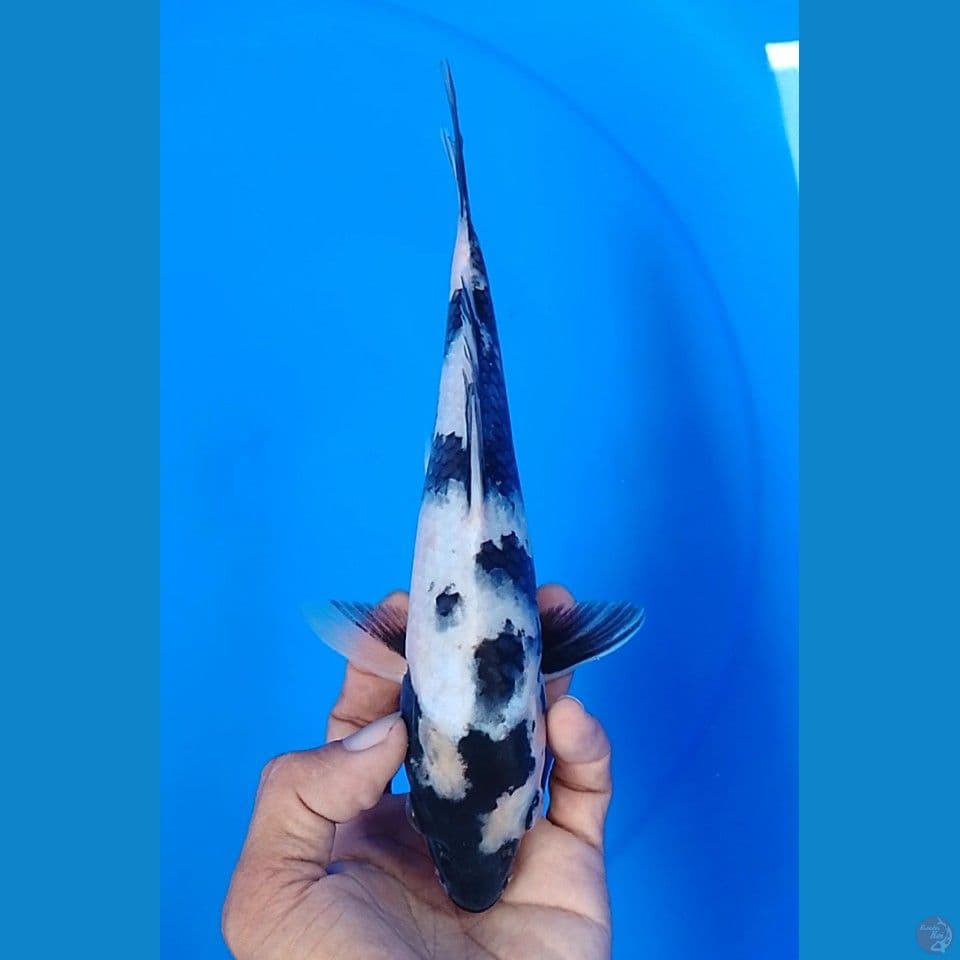 shiro size : 23cm.u