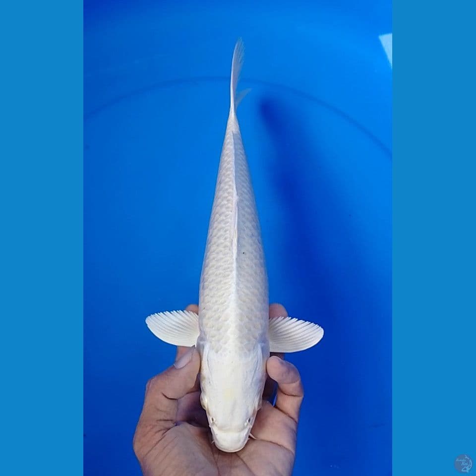 platinum size : 29 cm.m
