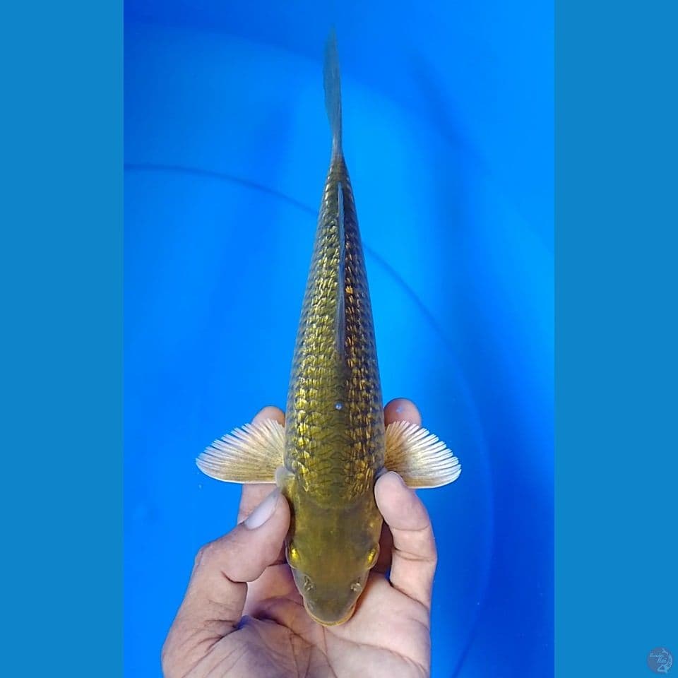 midori ginderin size : 22 cm.m