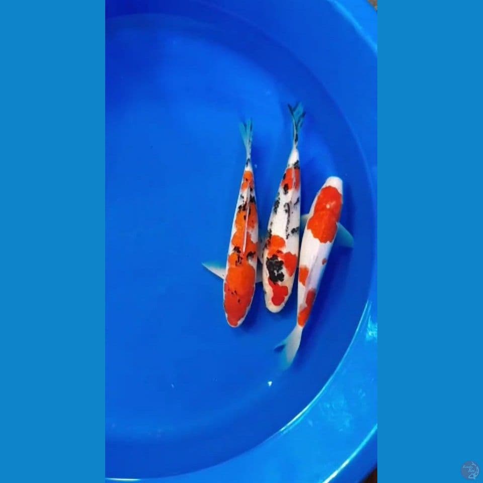 Mix 24-25cm