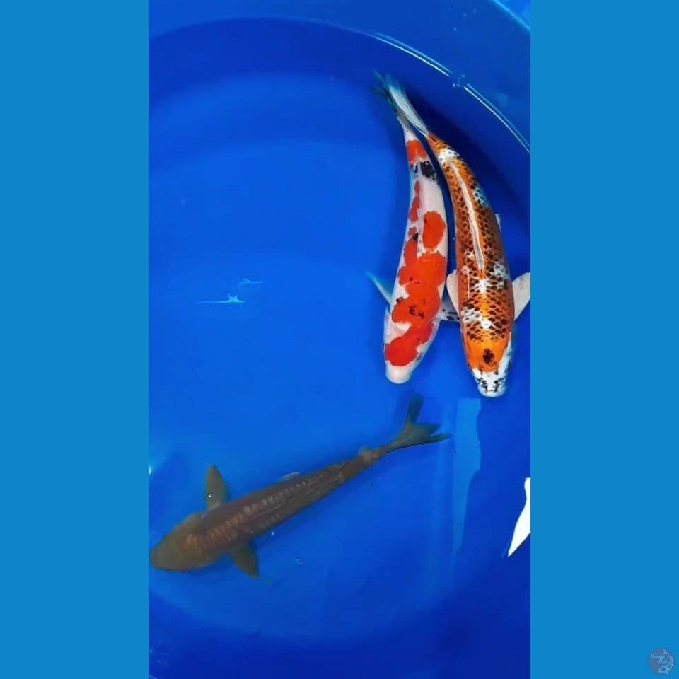 Mix 26-28-30cm