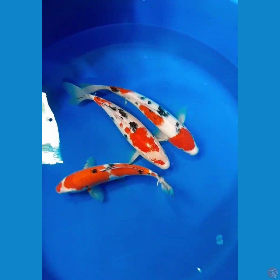Mix 25-26-28cm