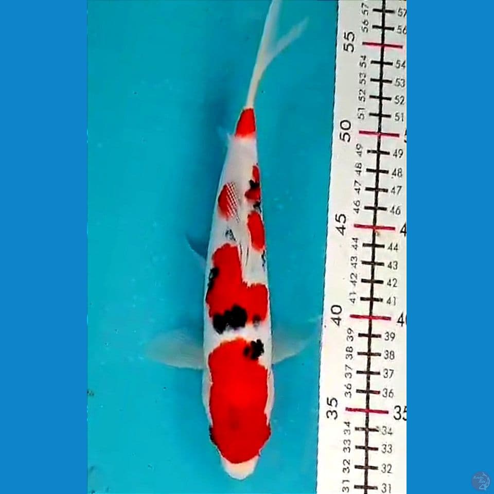Sanke 24cm