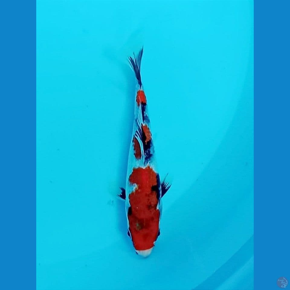 showa 15cm