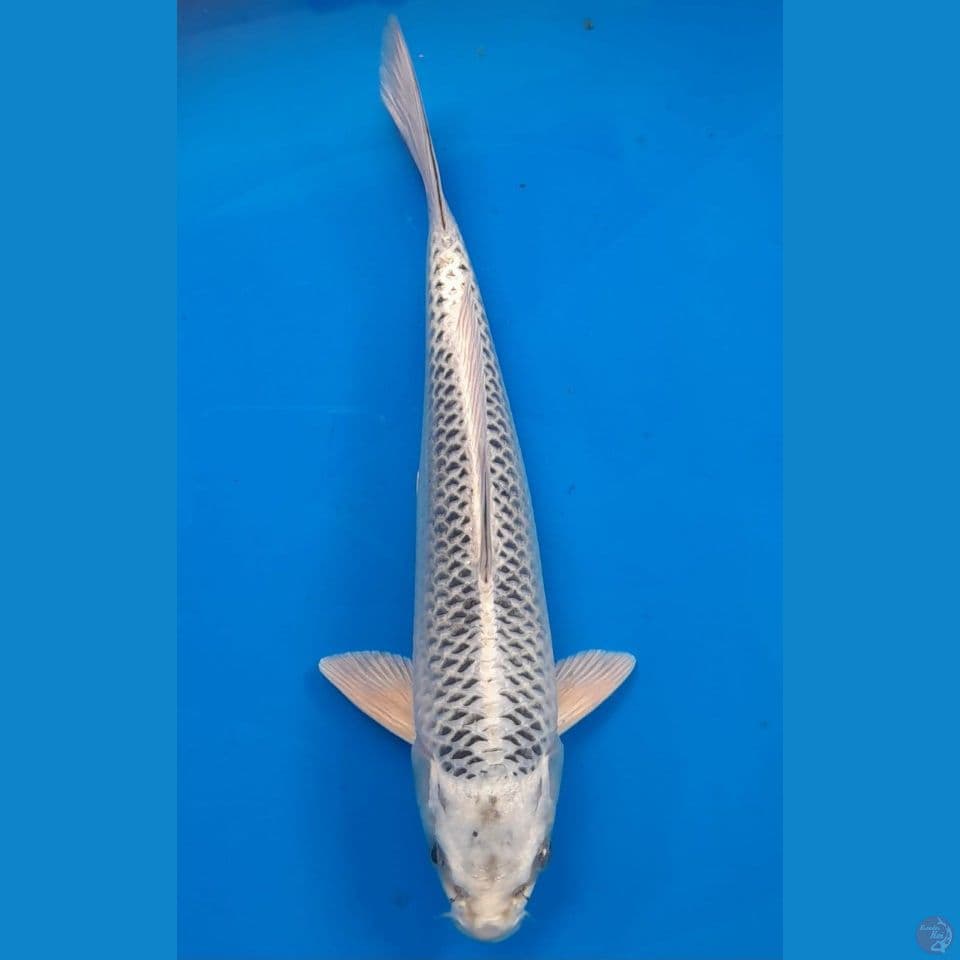 Matsuba 26cm