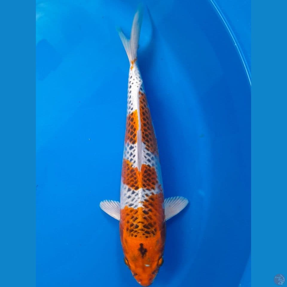 kujaku 32cm