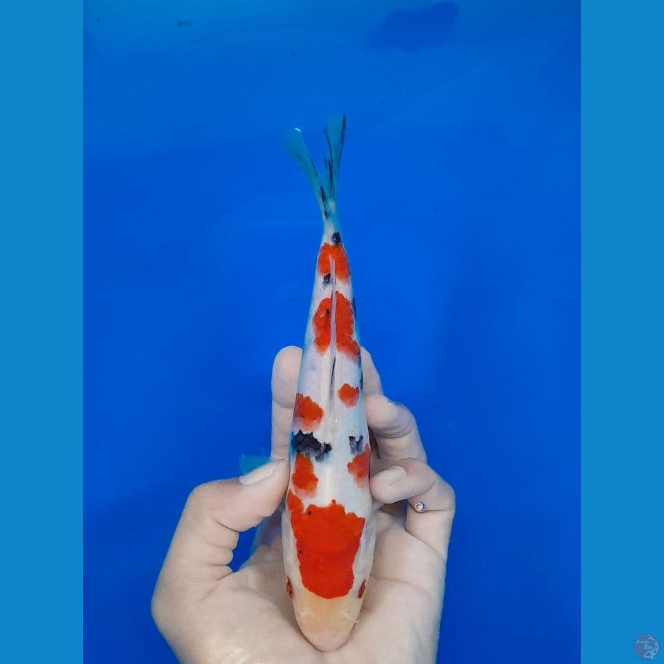 sanke 20cm
