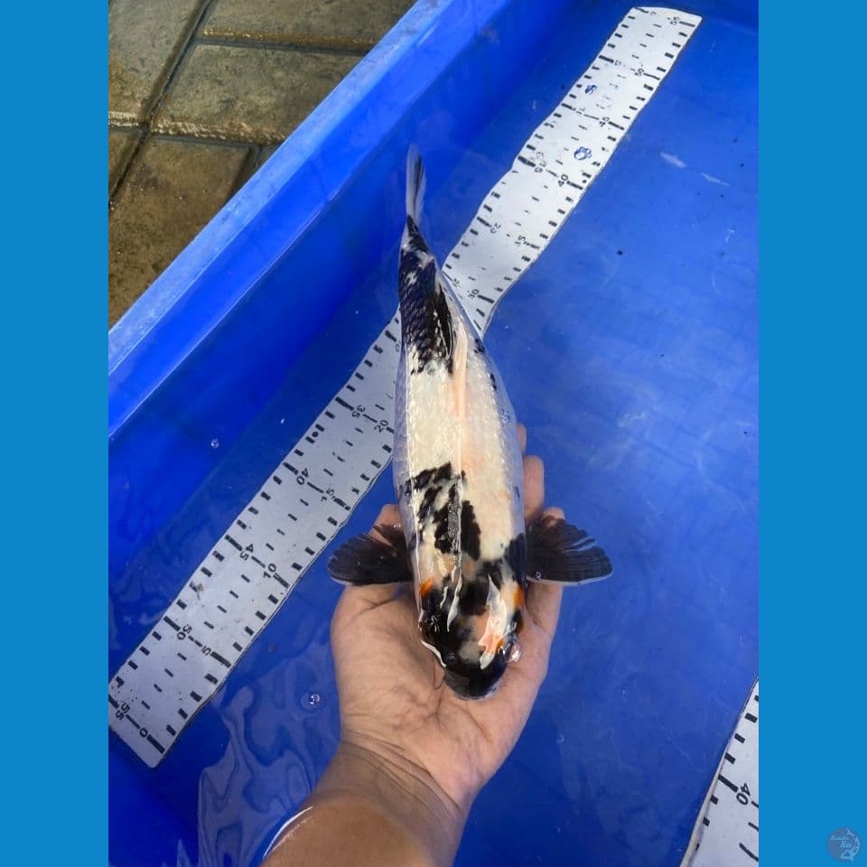 sb 29 cm