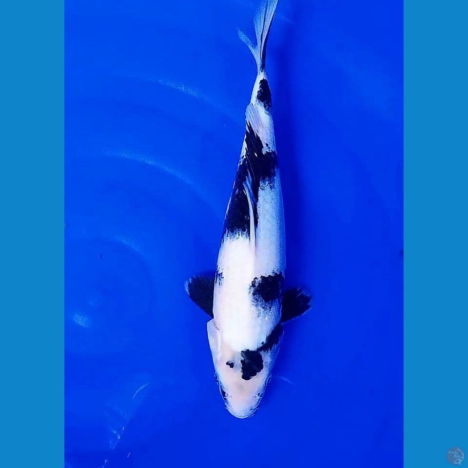 35 cm shiro utsuri