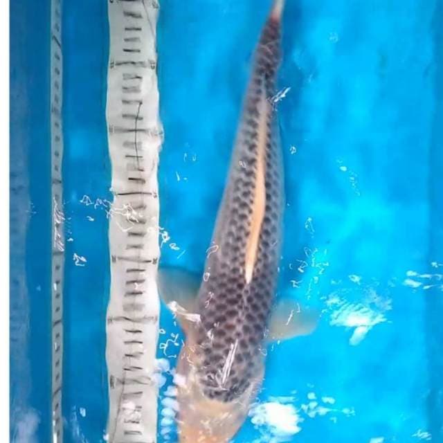 BAKAT JUMBO PENJANTAN TANGGuH 44 cm