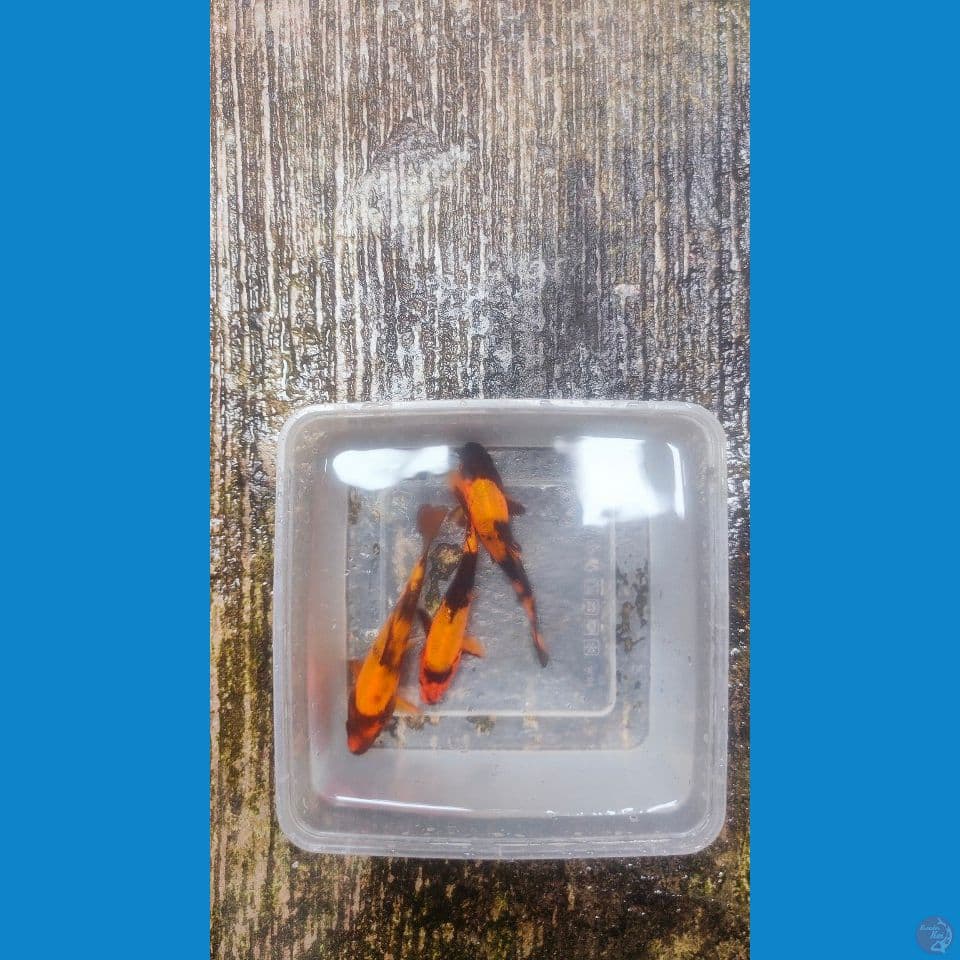 3ekor Hi-Utsuri Bahan Keep 13-15cm™