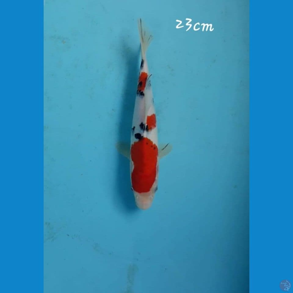 Sanke 23cm